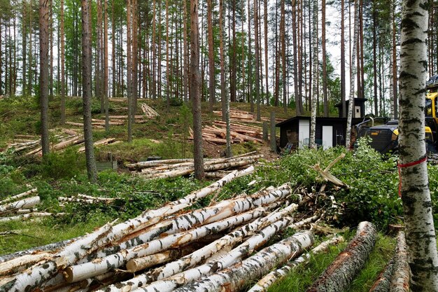 Un mucchio di tronchi nella foresta