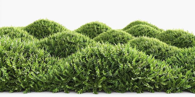 un mucchio di verdure verdi con uno sfondo bianco