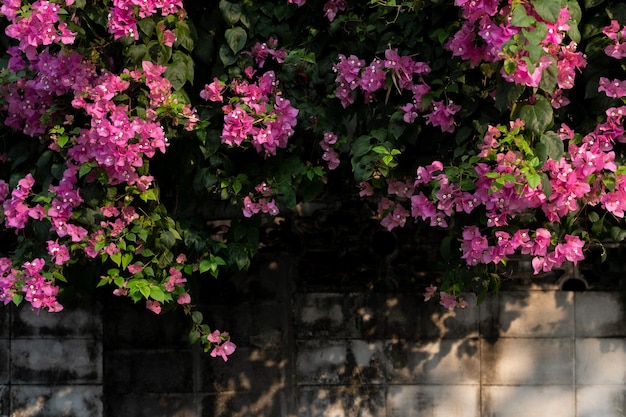 Un muro con fiori viola