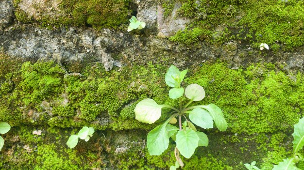 Un muro coperto di muschio con una pianta che cresce su di esso.