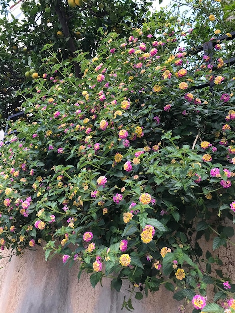 Un muro di fiori con un albero verde sullo sfondo