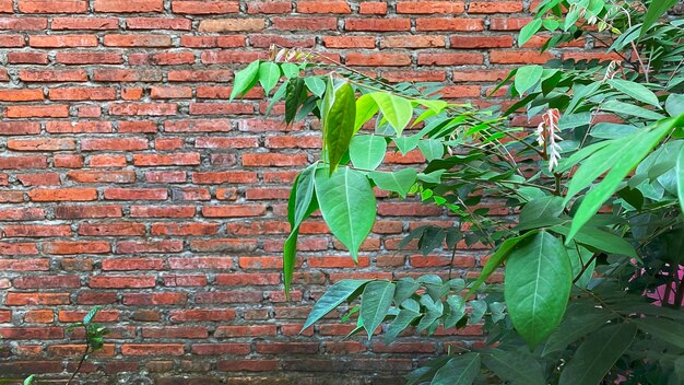 Un muro di mattoni con sopra una foglia verde che dice "foglia verde".