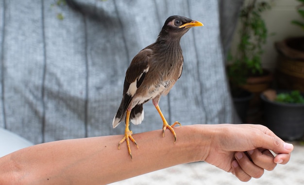 Un Mynas nero con un becco giallo appollaiato su un braccio umano Uccelli animali domestici