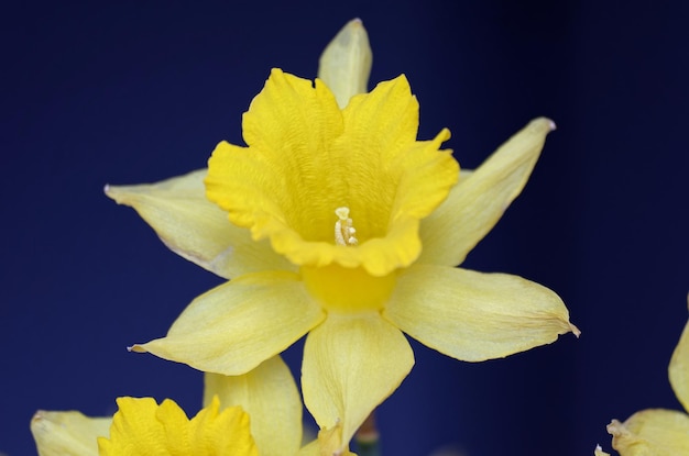 Un narciso giallo con uno sfondo blu