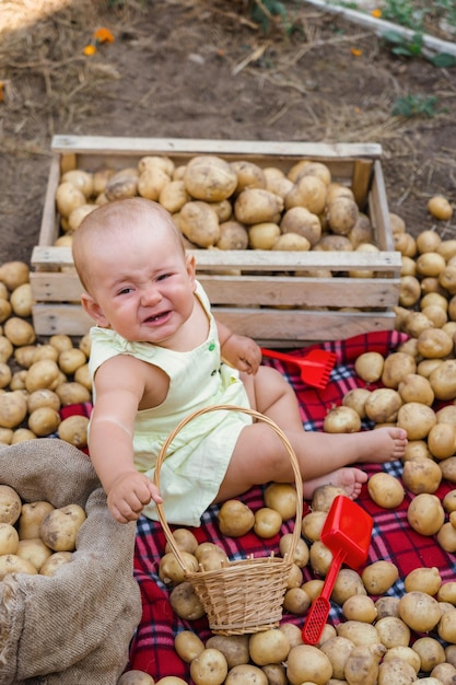 Un neonato solitario di 10-12 mesi piange in un campo tra un raccolto di patate
