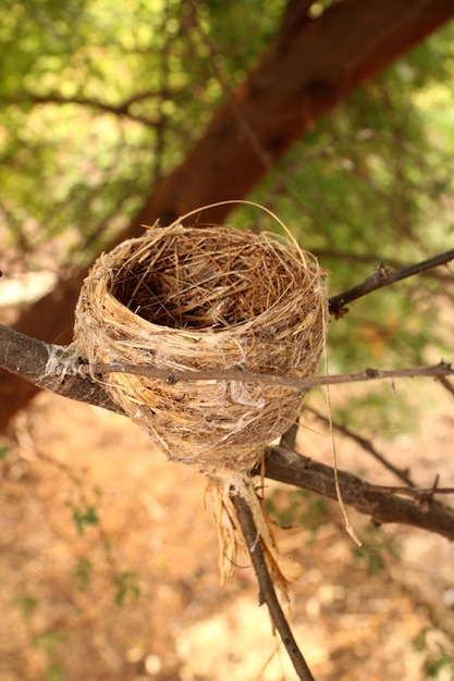 Un nido d'uccello su un albero