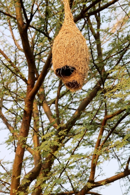 Un nido d'uccello su un albero