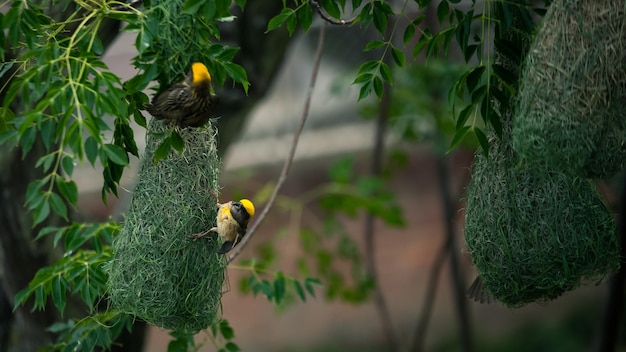 Un nido di uccelli con sopra un uccello giallo