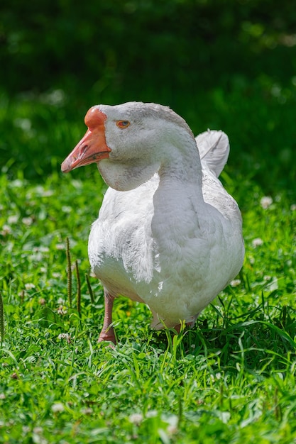 Un'oca bianca Kholmogory che cammina sull'erba verde