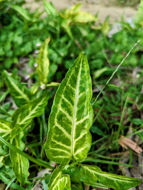 Un oggetto foglia verde isolato