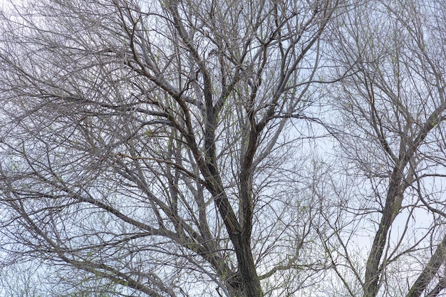 Un olmo nel cielo con tanti rami in primavera che nasce nella vegetazione