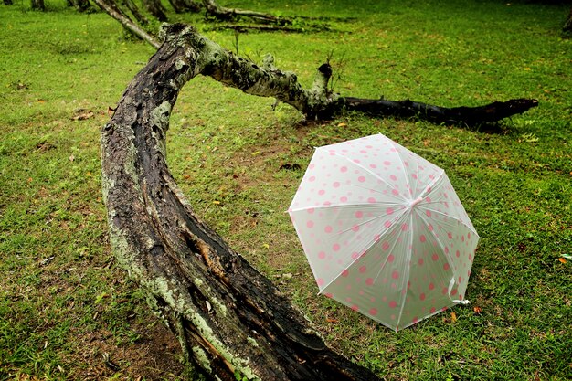 Un ombrello sull'erba nella foresta