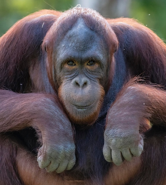 Un orangutan siede in uno zoo.