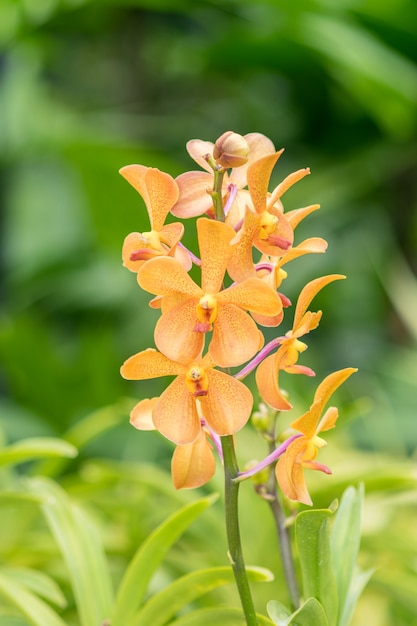 un orchidea di dendrobium