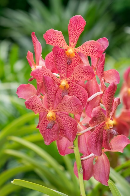 Un&#39;orchidea rossa di Vanda