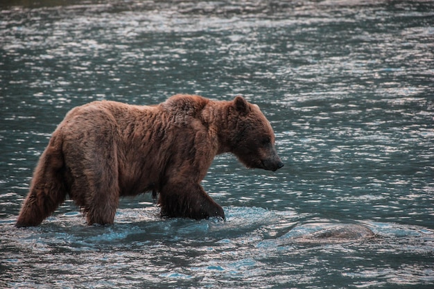 Un orso che vaga nel lago