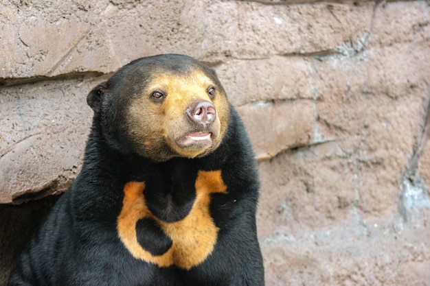 Un orso del sole malese nero o orso del miele su roccia scogliera terra.