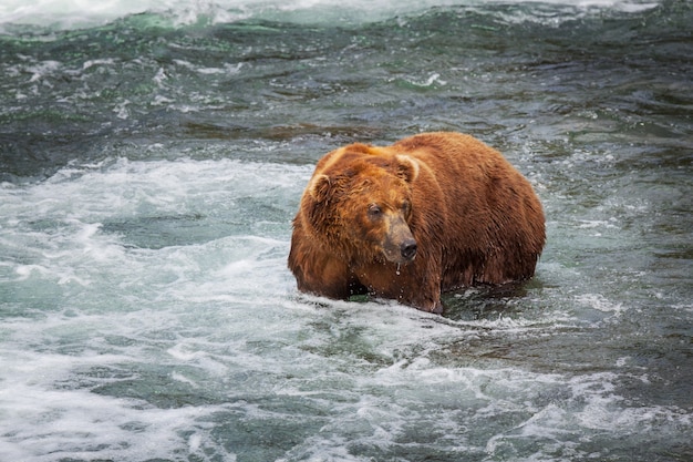 Un orso grizzly a caccia di salmoni alle cascate Brooks. Coastal Brown Grizzly Bears pesca al Parco Nazionale di Katmai, Alaska. Stagione estiva. Tema della fauna selvatica naturale.