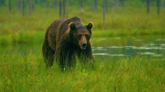 Un orso in un campo d'erba