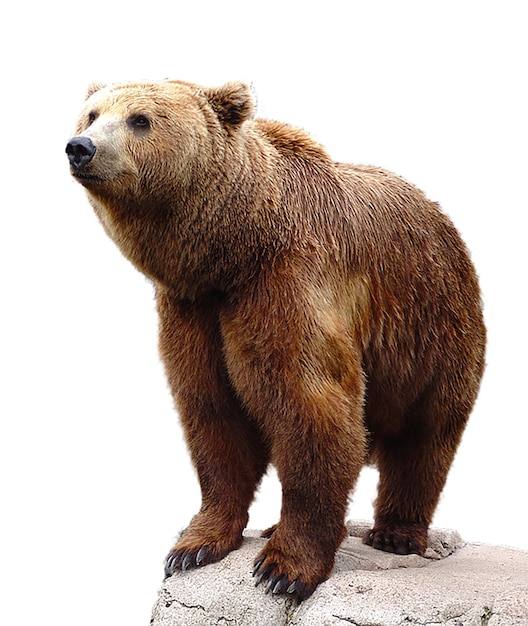 un orso marrone in piedi su una roccia con uno sfondo bianco