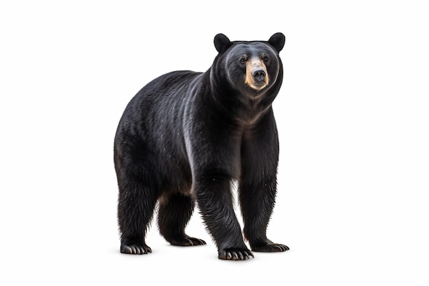 Un orso nero con uno sfondo bianco e uno sfondo bianco