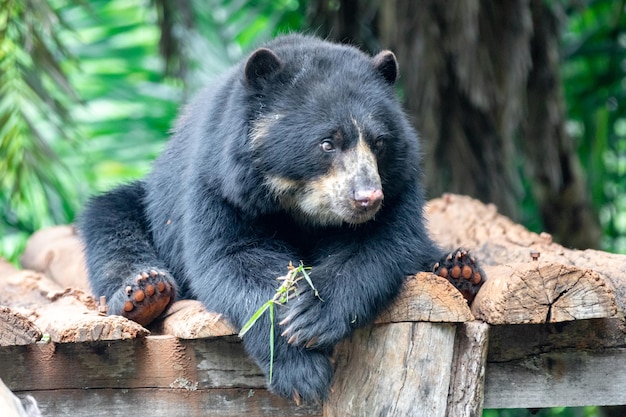 Un orso nero riposa su un tronco in una foresta.