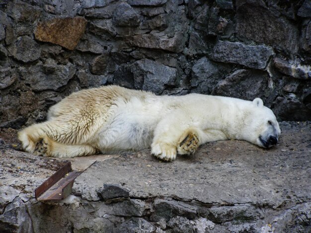 Un orso polare che riposa