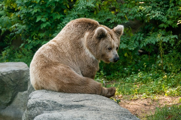 Un orso sulla riva di un lago