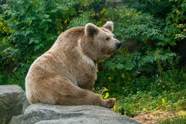 Un orso sulla riva di un lago