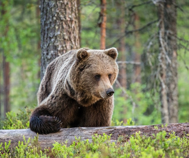 Un orso sullo sfondo di una bellissima foresta