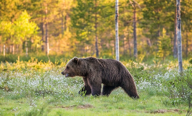 Un orso sullo sfondo di una bellissima foresta