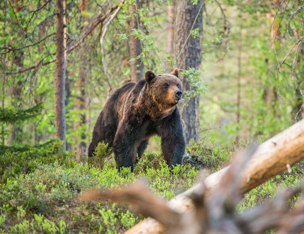 Un orso sullo sfondo di una bellissima foresta