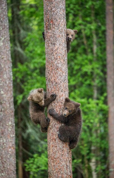 Un orso sullo sfondo di una bellissima foresta