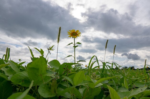 Un orto rurale con piante di fagiolini e un girasole in fiore contro un cielo nuvoloso.