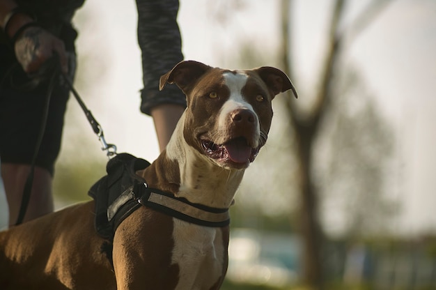 Un ottimo esempio di un cane rottweiler durante un allenamento al guinzaglio con il mento. Sguardo da cane.