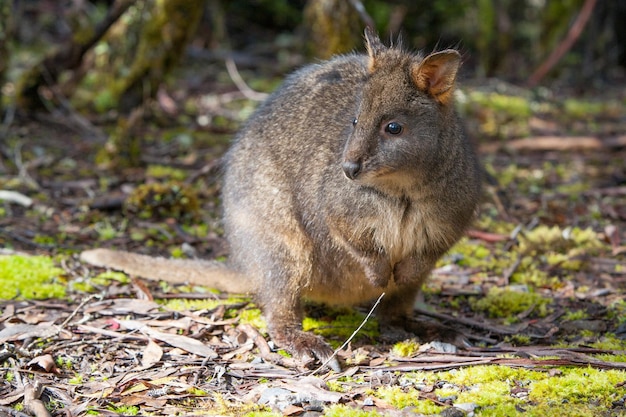 Un Pademelon cerca cibo vicino al Cradle Mountain in Tasmania, in Australia
