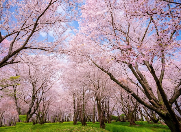 un paesaggio da giardino in fiore di ciliegio