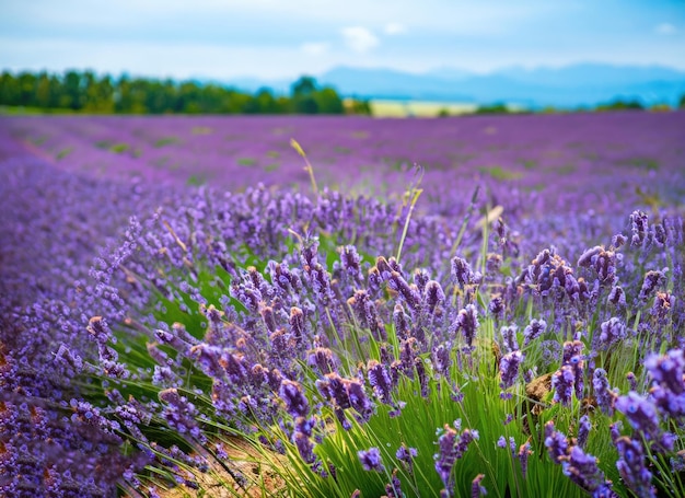 un paesaggio di campo di lavanda