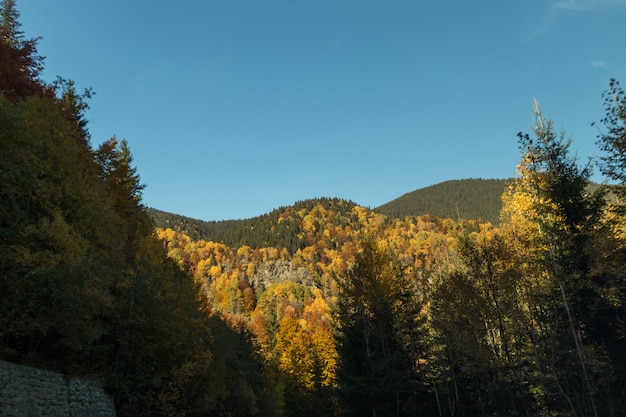 Un paesaggio di colline forestali