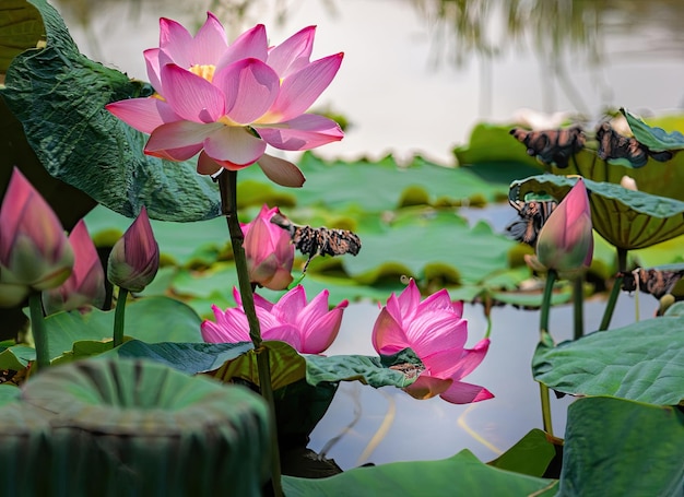 un paesaggio di fiori di loto