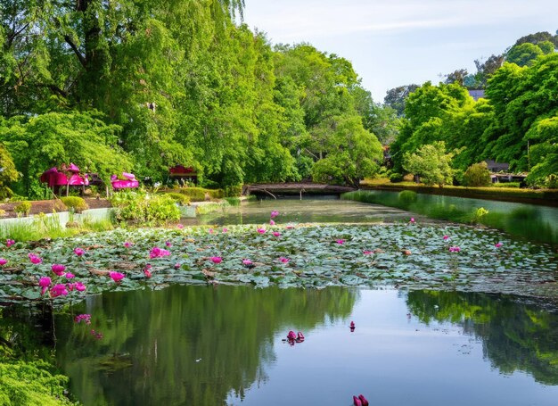 un paesaggio di fiori di loto