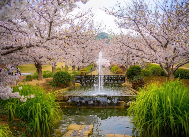 un paesaggio di giardino in fiore di ciliegio