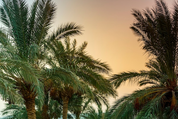 Un paesaggio di palme da datteri sullo sfondo di un cielo cremisi al tramonto.