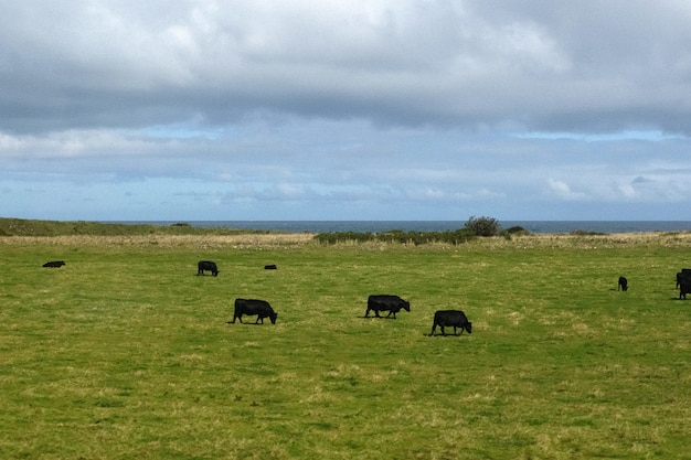 Un paesaggio di un campo vicino al mare con una mandria di una mucca dell'altopiano