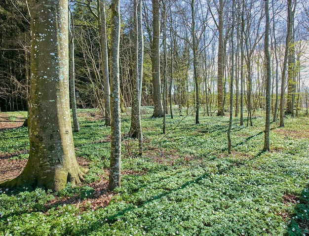 Un paesaggio naturale rilassante e tranquillo di una bellissima foresta soleggiata di alberi secolari durante l'estate I grandi spazi aperti maturi con fiori e foglie di erba naturale Una luminosa giungla ricreativa