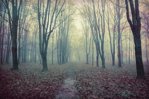 Un paesaggio spettrale di un parco abbandonato con alberi spogli