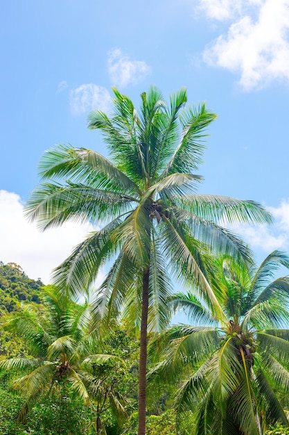 Un paesaggio tropicale verticale Alte palme nella giungla contro il cielo