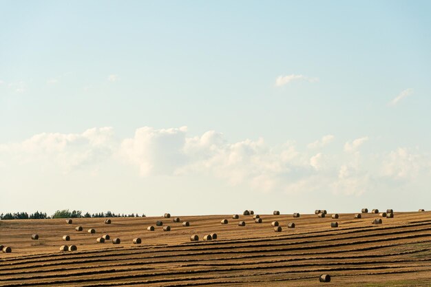 Un pagliaio in un campo agricolo Un bel campo giallo dopo la raccolta del grano Balle di fieno rotolate a secco al sole