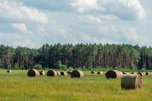 Un pagliaio in un campo agricolo Un bel campo giallo dopo la raccolta del grano Balle di fieno rotolate a secco al sole