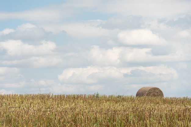 Un pagliaio lasciato in un campo dopo la mietitura del grano Raccolta della paglia per l'alimentazione degli animali Fine della stagione del raccolto Balle rotonde di fieno sono sparse nel campo dell'agricoltore